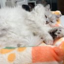 털찐이
