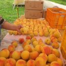 용천농원 | 양양복숭아농장 신선농원