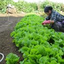 들꽃이 있는집 이미지