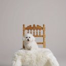 수성구 가족사진 [오월의 필름] ,반려견과 함께한 특별한 하루 📸🐶