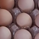 백봉춘천농장 이미지