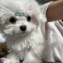 땡글하개 네이버블로그