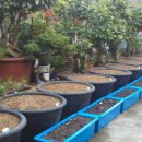 고향에봄 이미지