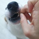 오도독캣 이미지