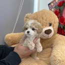 충무로애견 이미지