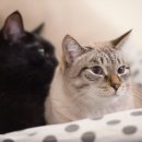 사랑종합동물병원 이미지