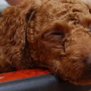 대박이 PC 이미지