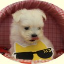 미스터 멍 애견샵 이미지