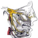 얼굴의 움직임과 감각 "삼차신경과 안면신경의 탐구" - 정리해야 이미지