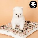 도그플레이스 이미지