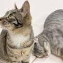 냥아치카페 이미지