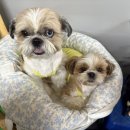 들녘가든 | 익산 대하구이맛집추천[애견동반가능] 들녘 왕새우직판장