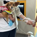 댕토피아 이미지