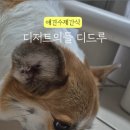 디저트의 들 디드루 이미지