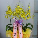 현대치재 Daum카페