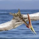 프테라노돈 이미지