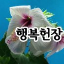 영국 BBC방송국에서 만들어낸 행복헌장 이미지