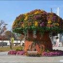 목천/&#39;독립기념관&#39; 단풍나무 숲길 이미지