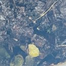 디자인엔토 | [코퍼트 엔토마이트] 친환경살충제로 화분벌레천적 뿌리파리예방(+톡토기방제)