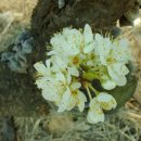 천사의소리 이미지