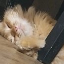 참조은사과농장