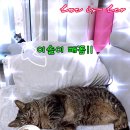 더레오 이미지