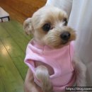 도그바라기 이미지