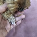 루비애견 이미지