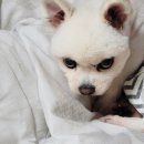 퍼피엔젤 반려동물 미용실 이미지