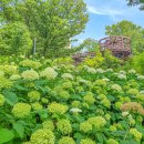 아라파크 이미지