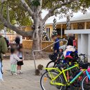 (주0앱스테이크 | 호주 로트네스트섬 페리 버스 예약 쿼카버스 후기 쿼카 사진 스팟