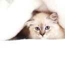 삼마네개냥이 이미지