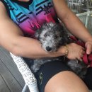 장군이켄넬 이미지