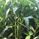 영진농장 이미지