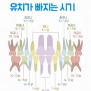 행복치과의원 | [광주/신창동] 유치 빠지는 시기 흔들리는 유치 발치하러 “신화치과의원” 다녀온 후기