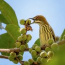 안랩 노동조합 이미지