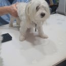 메디 포즈 동물병원 이미지