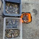 바지락살 통통한 철이라해 큼직한 바지락잡아왔습니다 이미지