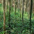 대나무골 이미지