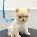 코코몽드 | [코코몽드] 석관동 포메미용 후기, 이중모 관리의 중요성