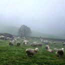 방림목장 | [25강원]2박3일 가족여행 DAY1 일정 추천 - 양떼목장, 도깨비촬영지, BTS버스정류장촬영지