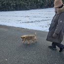 아지 Daum카페