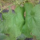 농원농장 이미지