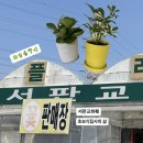 서판교로 | [일상] 초보 식집사의 삶 | 서판교화훼 식물 구매 후기