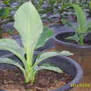 몽키바나나 이미지