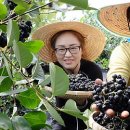 아로니아 이미지