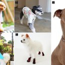 아이 러브 펫 이미지