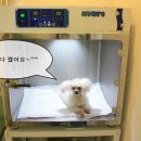 치치펫동물병원 네이버블로그