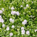 0815 부레옥잠 Floating water hyacinth 이미지