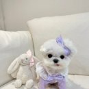 앤무드(N.mood) 이미지